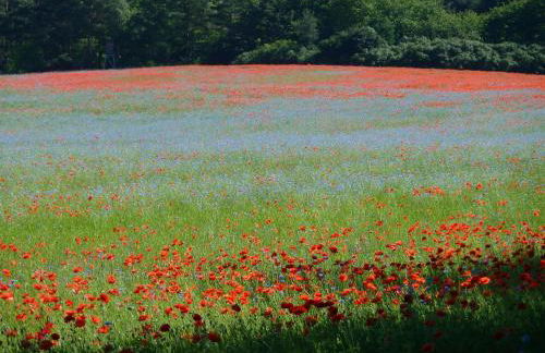 Feriendorf Boeker Mühle - Foto 29