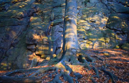 Młyn Karpnicki - Fischbacher Muehle - Foto 42