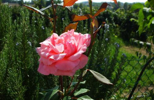 Agriturismo Nuvolino - Foto 19