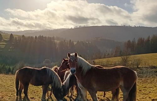 Lauschablick FeWo Thüringen - Foto 51