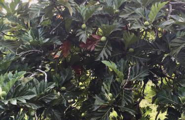 The Red Cottage and Hawaiian Pond Garden Paradise! - Foto 9