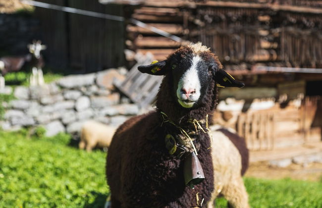 Alpenblick Apartments by A-Appartements - Foto 53