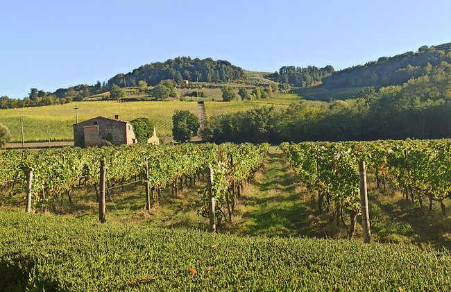 "Recorre las onduladas colinas de Chianti" con almuerzo y degustaciones de vino - Foto 24