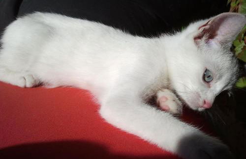 C'era Una Volta - Foto 69