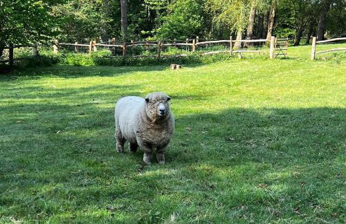 4 Bed in Eye- oc-34389 - Foto 45