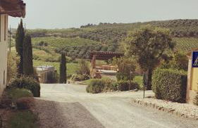 Bacco a Petroio - Foto 4