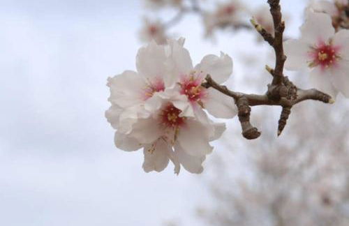 Rotonda Apartaments - Foto 11