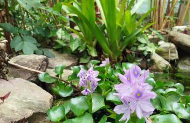 Flor e Luz Chalés - Foto 19