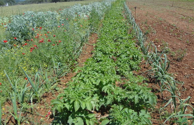 Agroturismo Sa Vinya d'en Palerm - Foto 31