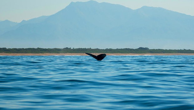 Humpback Whale Watching Tour - Photo 4