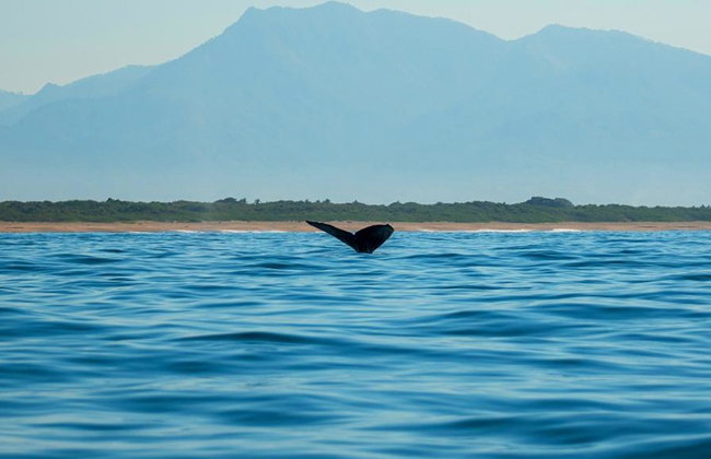 Humpback Whale Watching Tour - Photo 4