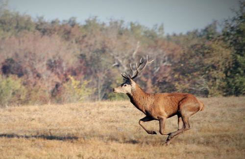 Le refuge de Chambord - Photo 32