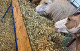 Ferienwohnung mit sonniger Dachterrasse am Pferdehof - Foto 33