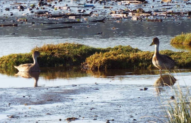 Tour por Maullín + Avistamiento de aves en Quenuir Bajo - Foto 8