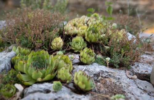 Apartman Jala - Foto 42