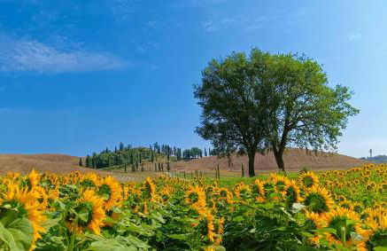 Tenuta d'Arbia, Siena - Foto 19