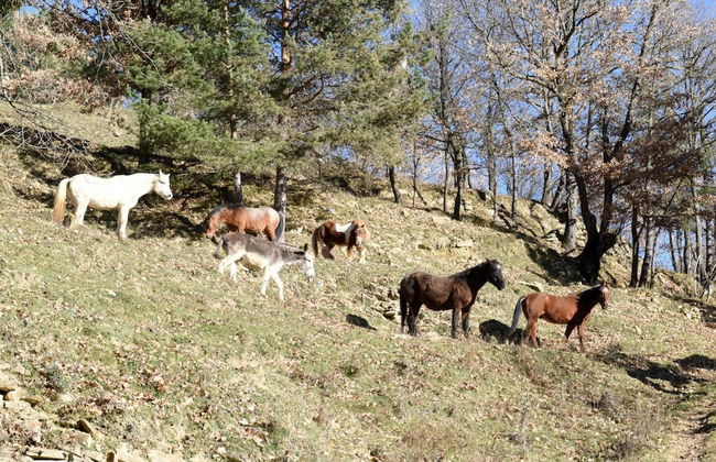 Mas Isoles - Foto 50