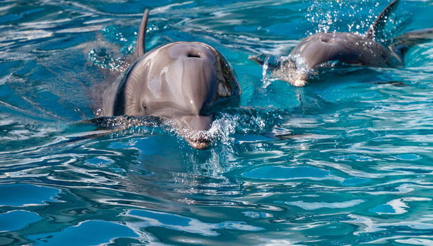 Key West Dolphin Watching Tour