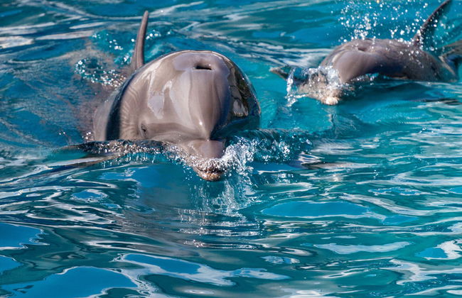Avistamento de golfinhos em Key West - Foto 5
