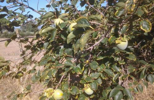 Casa Corofulu Oliena - IUN P2139 - Foto 25