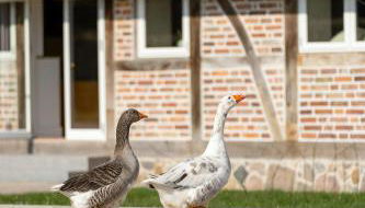 Relax In A Thatched Barn With A Sauna - Foto 2
