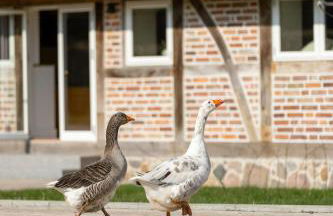 Relax In A Thatched Barn With A Sauna - Photo 2