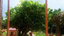 Casa grande con jardín - Foto 5, Garden, Garden view