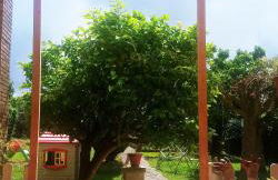 Casa grande con jardín - Foto 5