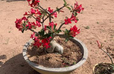 Chalé Village da Serra - Foto 6