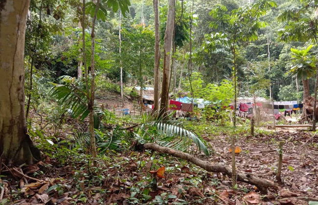 Excursion dans la jungle Taman Negara - Photo 6