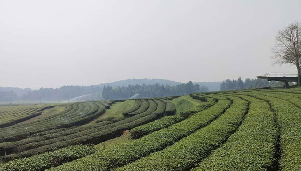 Excursion à Chiang Rai - Photo 3