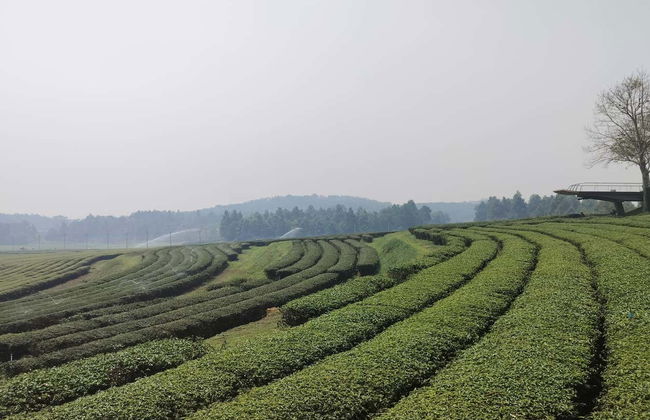 Excursión a Chiang Rai - Foto 3