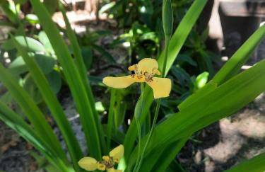 Estudio Lirios seu cantinho ecológico na natureza - Foto 31