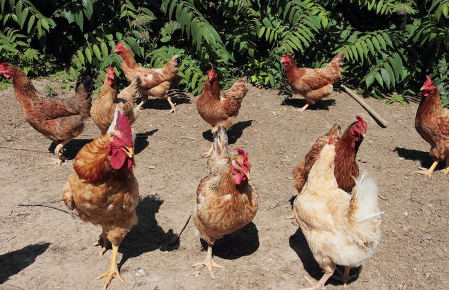 Agriturismo Le Stringaie - Photo 21