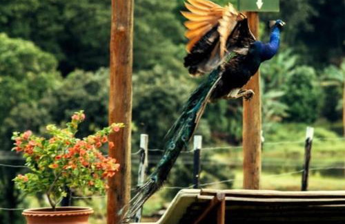 FLAT 234 Hotel Pedra Rodeadouro - Foto 32