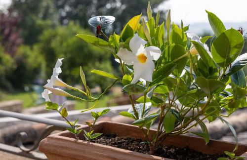 Agriturismo la Palazzetta di Assisi - Photo 16