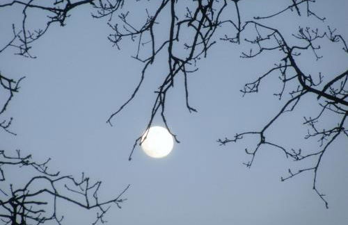 Blockhütte 35 km nördlich von Hamburg - Foto 32