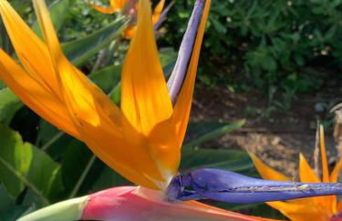 Les restanques maison des chênes vue mer 6 personnes - Foto 34