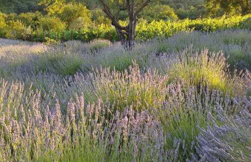 Apartmani Goga - Foto 54