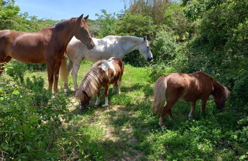 Casinha da Lareira - Quintinha dos Cavalos- Arruda dos Vinhos - Foto 35