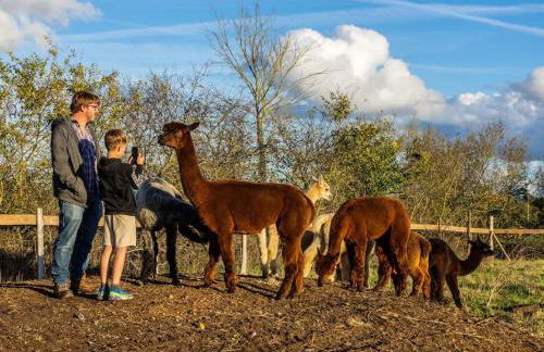 Vue du chateau a La Petite Ferme d'Alpacas - Foto 10