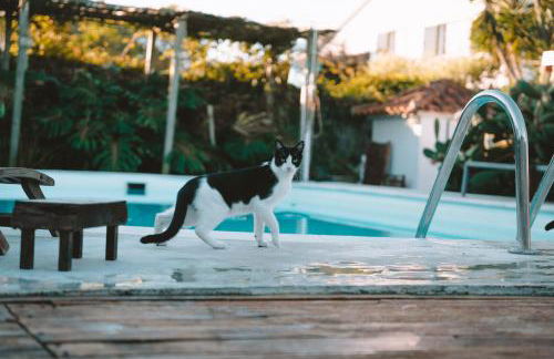 João Jungle - Foto 9