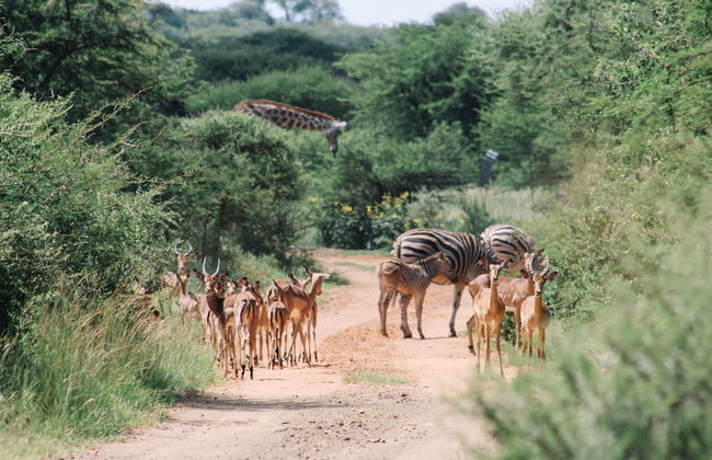 Buyskop Lodge - Foto 25