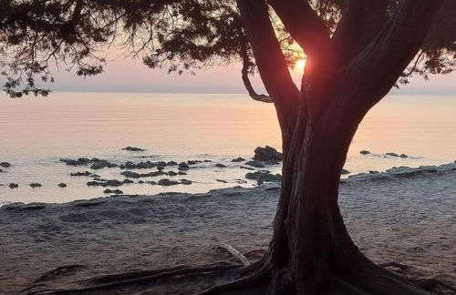 Home Green - Foto 47