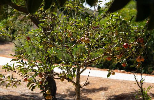 Casa Shani - Photo 31