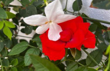 La terraza de la subbética - Foto 7