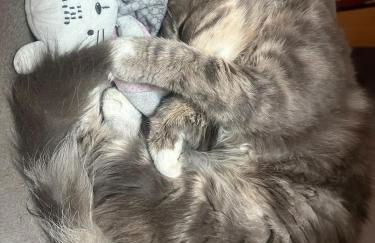 Cosy Studio with a field view - Foto 30