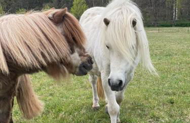 Urlaub auf dem Land - Foto 12