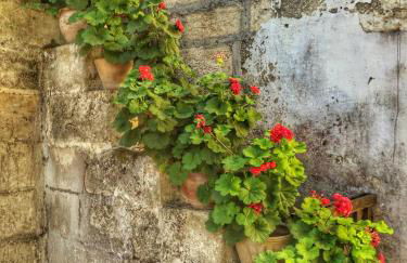 Tenuta Sant'Andrea - Foto 112