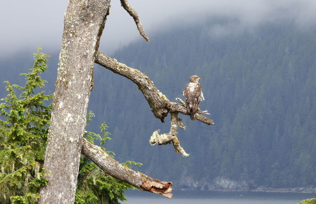 Eagle Reach - A West Coast Cottage - Foto 13